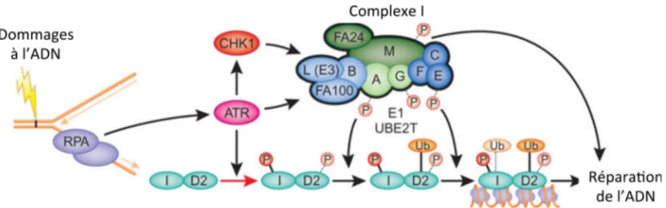 Figure 4 : Activation de la voie Fanconi par la phosphorylation ATR-dépendante et  l’activité de monoubiquitination du complexe I 