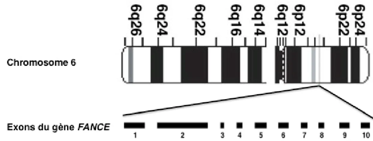 Figure 6 : Localisation chromosomique et structure des exons du gène FANCE. 