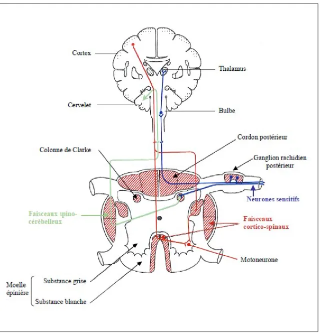 Figure 3 : Les différents sites de dégénérescence au niveau du système nerveux central (SNC) et au  niveau du système nerveux périphérique (SNP) 