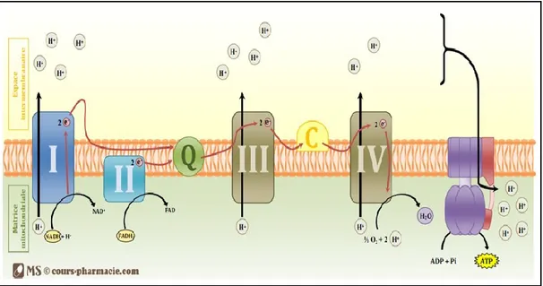 Figure 5 : Schéma représentant les mécanismes de la chaine respiratoire et de la synthèse d’ATP  par phosphorylation oxydative 