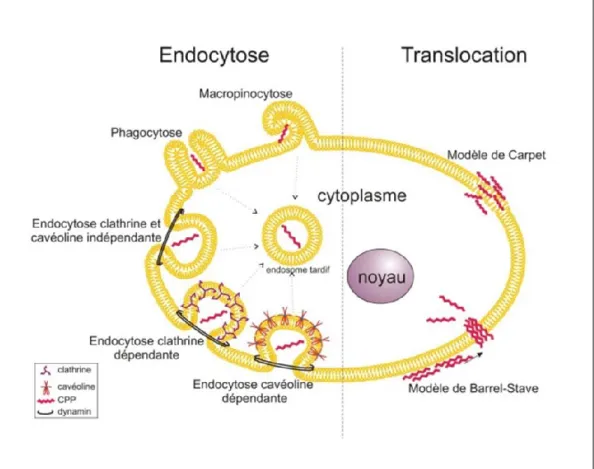 Figure 6 : Les mécanismes d’entrée dans la cellule des peptides de pénétration cellulaire  (Image tirée de (Poillot and De Waard 2011)) 