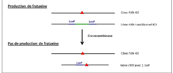 Figure 8 : Inactivation conditionnelle spatio-temporelle par le système Cre-LoxP du gène FXN dans  des fibroblastes murins KO / conditionnel KO 