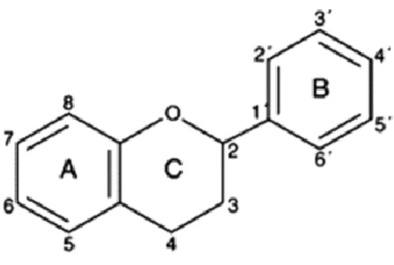 Figure I. 2. Schematic representation of a flavonoid backbone (figure from Yilmaz) 15 