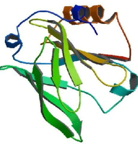 Figure I. 3. Secondary structure of a β-lg monomer (protein data bank, query 2q2m). 