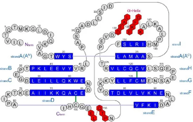Figure I. 4. Schematic representation of the amino acid sequence of a β-lg monomer with  the  red  hexagons  representing  the  α-helix,  blue  squares  representing  β-sheets  and  grey  circles representing loops