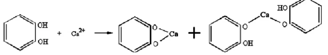 Figure  I.  6.  Hypothetical  calcium  bridging  occurring  between  catechol  molecules  as  suggested by Yamada et al