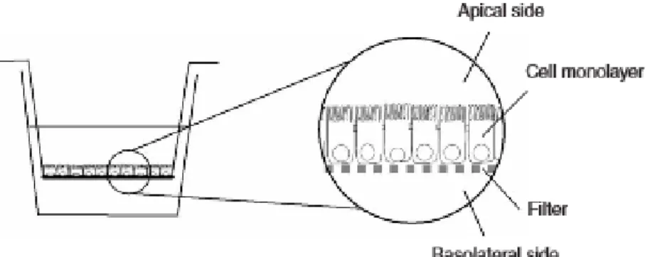 Figure I. 7. Schematic representation of the Caco-2 monolayer grown on a permeable filter  support  in  order  to  measure  compounds  on  both  the  apical  and  basolateral  sides  of  the  monolayer (figure from Hubatsch et al