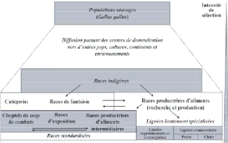 Figure 1 : évolution de la diversité génétique du poulet (Weigend et Romavov,  2001 traduit par Larivière et Leroy, 2008).