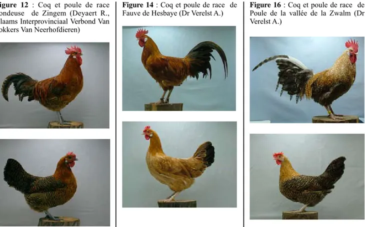 Figure  12  :  Coq  et  poule  de  race  Pondeuse    de  Zingem  (Deyaert  R.,  Vlaams Interprovinciaal Verbond Van  Fokkers Van Neerhofdieren)