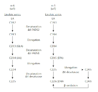 Figure  8  :  Désaturation  et  élongation  des  acides  gras  oméga-3  et  oméga-6.  Les  enzymes  désaturases  Δ5  et  Δ6  sont  encodées  respectivement  par  FADS2  et  FADS1