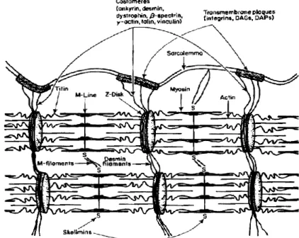 Figure 1.3. Structure et composition protéique du cytosquelette des fibres musculaires (Taylor et al