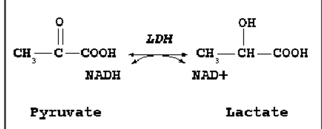 Figure 1.4. Régénération du NAD +  en anaérobie.
