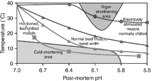 Figure 1.7. Zones de susceptibilité aux phénomènes de « cold shortening » et de « rigor shortening »  durant le refroidissement des carcasses de bœufs en termes de pH-température (Honikel 2004a)