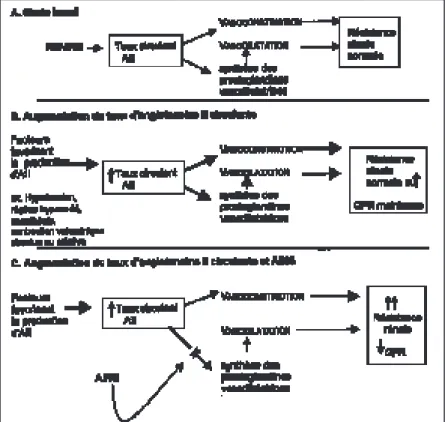 Fig. 1. Interaction entre prostaglandines et angioten- angioten-sine II dans le contrôle de la résistance vasculaire rénale.