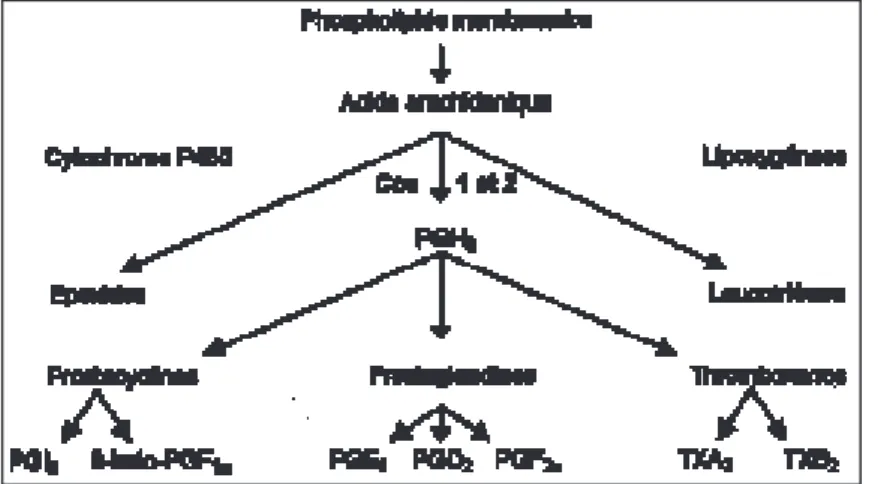 Fig. 3. Métabolisme de l'acide arachidonique et syn- syn-thèse des prostaglandines.