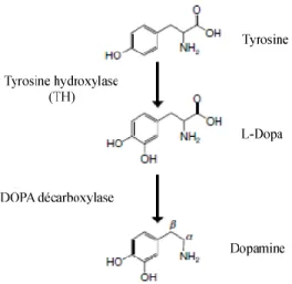 Figure 1.1. Voie de biosynthèse de la dopamine. Schéma tiré de (Foley 2009). 