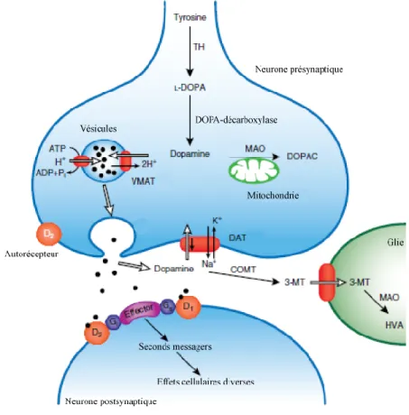 Figure 1.2. Représentation de la synthèse, de l’emmagasinage, de la libération et du  métabolisme de la DA