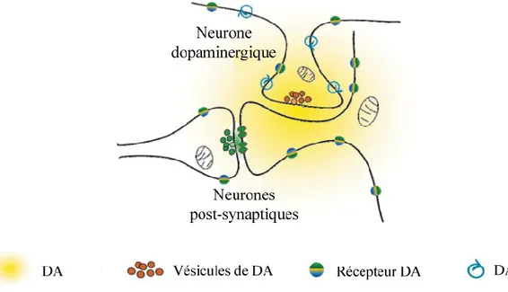 Figure 1.3. Représentation d’une synapse dopaminergique.  Schéma tiré de (Rice &amp; Cragg  2008)