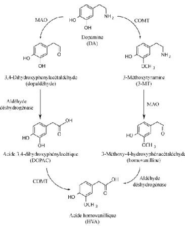 Figure 1.4. Métabolisme de la DA. Schéma tiré de (Foley 2009). 