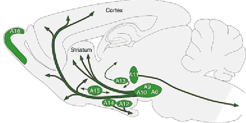 Figure 1.5. Distribution des neuf groupes de cellules dopaminergiques au cerveau chez le  rongeur