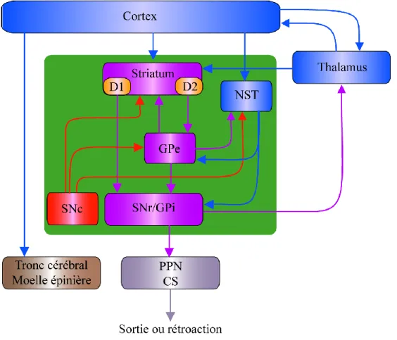 Figure  1.6.  Schéma  simplifié  des  principales  connexions  des  ganglions  de  la  base