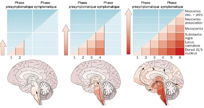 Figure 2.1. Les 6 stades de Braak. Schéma tiré de (Goedert et coll. 2013). 