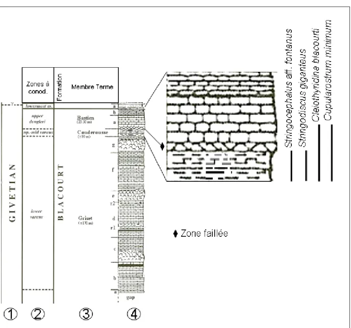 Fig. 1. —    Distribution stratigraphique des espèces décrites dans la Formation de Blacourt (Membre de Couderousse et Bastien)