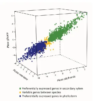 Figure 2.2 Preferential expression in secondary vascular tissues of three spruce species  The FC data in the plot represent genes with differential expression in all three spruces