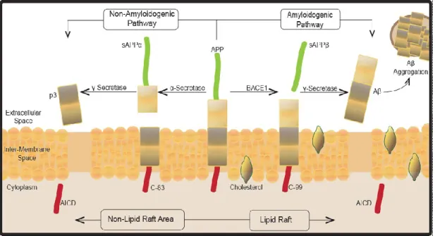 Figure 1.3: Hypothèse de la cascade amyloïde 