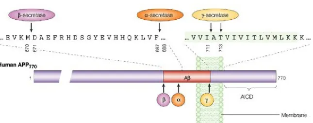 Figure 1.4 : Les différentes positions des sites de clivage d’APP 