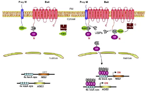 Figure 2.2 : Système split-ubiquitin 