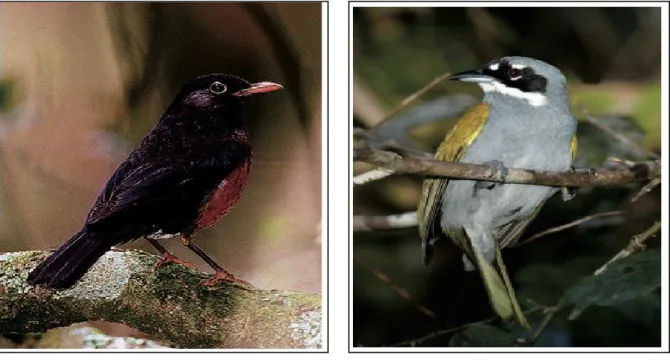 Figure 10: La Merle (Turdus swalesi)                               Figure 11: Tangara de Paume Gris couronné                                                                                                           (Phaenicophilus poliocephalus)  aussi app