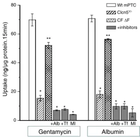 Fig. 5 Quantification of gentamicin uptake in mPTC. Primary cultures of wild-type (Wt) mPTC (open bars), Clcn5 Y/− (striped bars), and Cftr ΔF/ΔF (dashed bars) mPTC exposed to 0.5 mg/mL Alexa488-gentamicin (white bars) or 0.5 mg/mL Alexa488-BSA (grey bars)