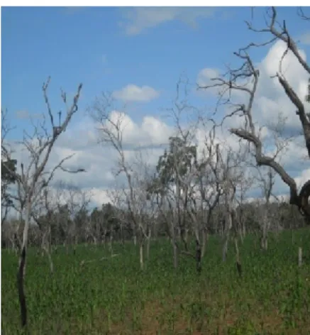Figure 1 : Dommages aux arbres en faveur des cultures.  