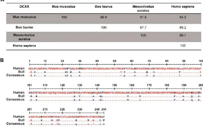 Figure II-1 : Mammalian DCXR sequence homology 