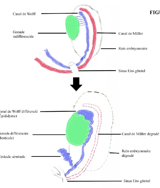 Figure I-1 :  Représentation  schématique  de  la  formation  du  tractus  génital  mâle