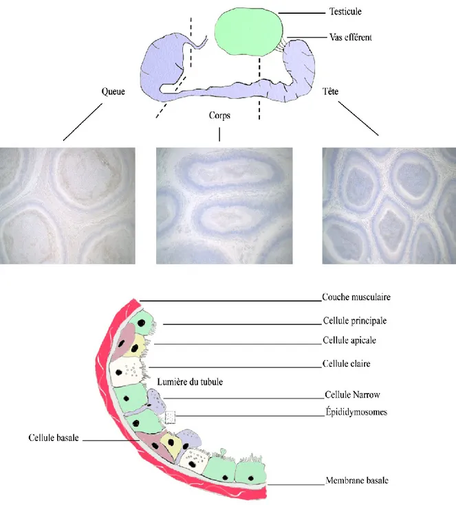 Figure I-2 :  Représentation  schématique  de  la  structure  de  l'épididyme.  Nous  avons  pris ici l'exemple de l'épididyme bovin
