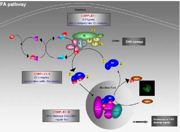 Figure 1.3: Canonical FA pathway. DNA damage activates the FA core complex (A,  B, C, E, F, G, L, and M)