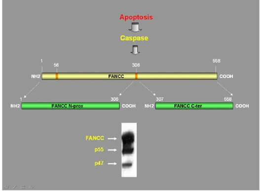 Figure  1.5:  Caspase-mediated  proteolytic  modification  of  FANCC.  FANCC  is  regulated through proteolytic processing by a caspase during apoptosis