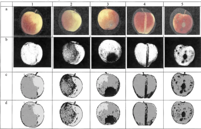 Fig. 4. Results of the algorithms. Column 1: healthy fruit with neat transition area; column 2: healthy fruit with  a chaotic transition area; column 3: poorly contrasted defect (decay); column 4: well contrasted linear russet; 