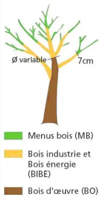 Figure 10 : Les trois types de bois valorisables