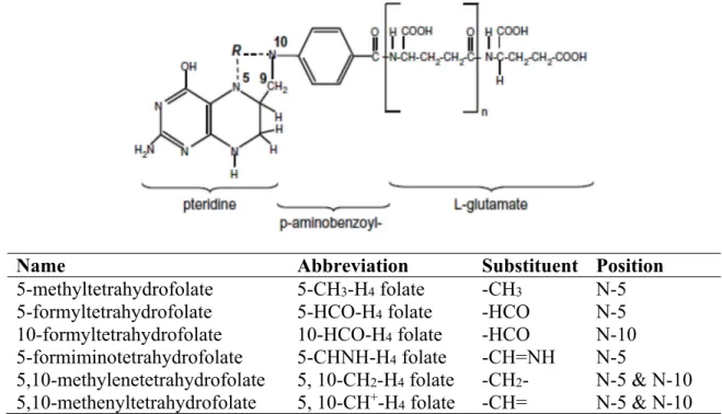 Figure 2.4. Structure of native food folates and their substituent groups and positions