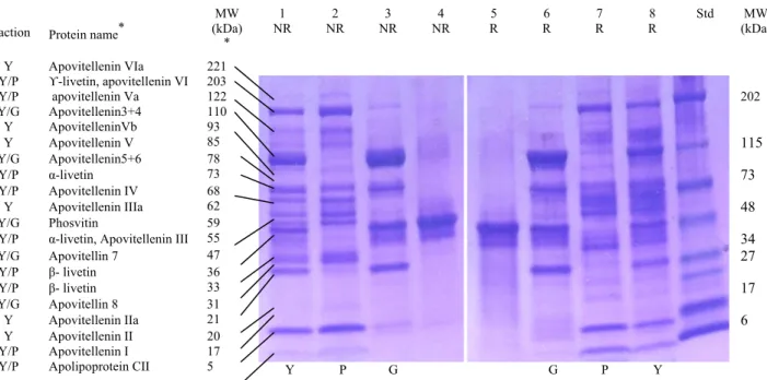 Figure 4.2. SDS-PAGE profile of proteins of EY fractions in NR and R conditions: (1 and 8) whole EY; 