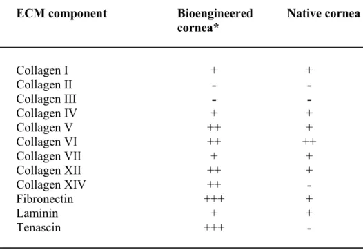 Table 2.1. Immunofluorescence analysis of the ECM components from the corneal  stroma of bioengineered and native human corneas