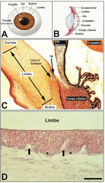 Figure 1.4. Histologie du limbe cornéen. 