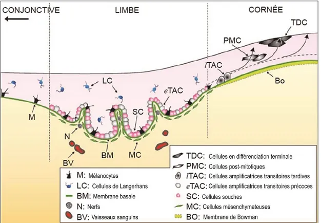 Figure 1.5. Localisation et différenciation des cellules souches de l'épithélium cornéen.