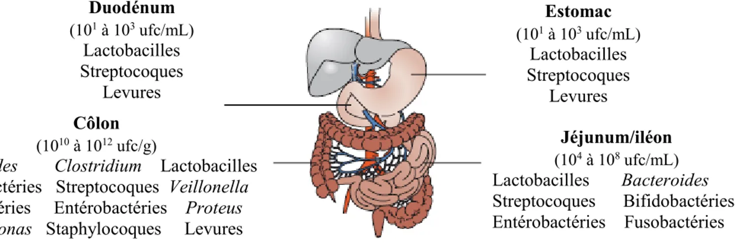 Figure  1.1:  Colonisation  microbienne  du  tractus  gastrointestinal  humain  (adaptée  de  O’hara et Shanahan, 2006 et Holzapfel et al., 1998)