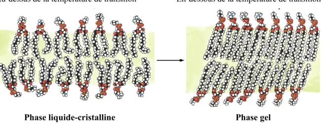 Figure 1.3:  Structure représentative d’une bicouche lipidique à une température au-dessus  et en-dessous de sa température de transition (Voet et Voet, 2005)