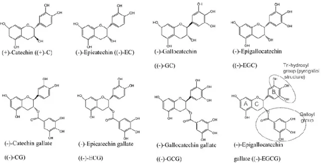 Figure 1.5: Structures chimiques de différentes catéchines retrouvées dans le thé vert (tirée  de Mandel et al., 2012)
