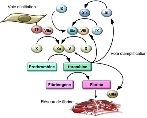 Figure 1: Cascade de coagulation. Le facteur de coagulation VII cible les sites de  lésion vasculaire où le facteur TF est exposé